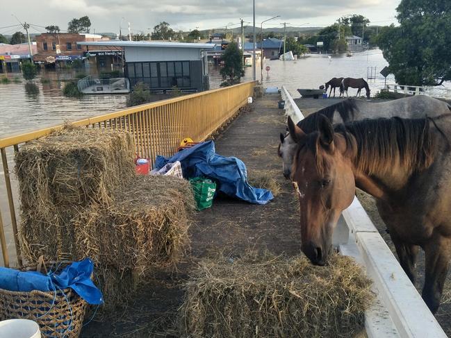 Natalie Skillings-Smith from Woodburn shared this image of her horses that survived the floods on Woodburn Bridge.
