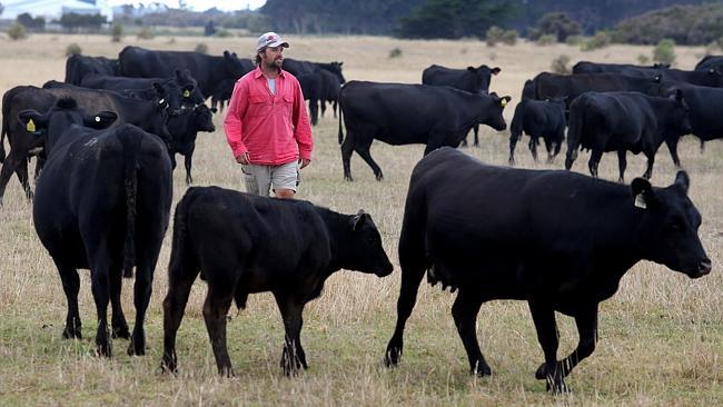 King Island beef producers build their own abattoir to avoid high fees ...