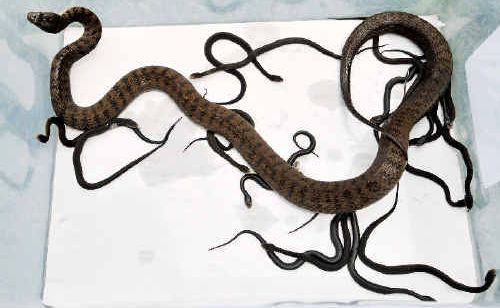 A highly venomous rough-scaled snake gave birth to 17 young at Steve McEwan’s home. The 102cm-long tree climber, which he found in a Lawson Crescent factory, is one of the largest rough-scaled snakes he’s seen. Picture: Bruce Thomas