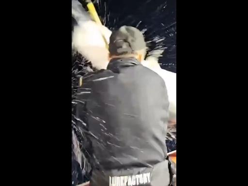 Shocking moment huge shark leaps onto fisherman’s boat