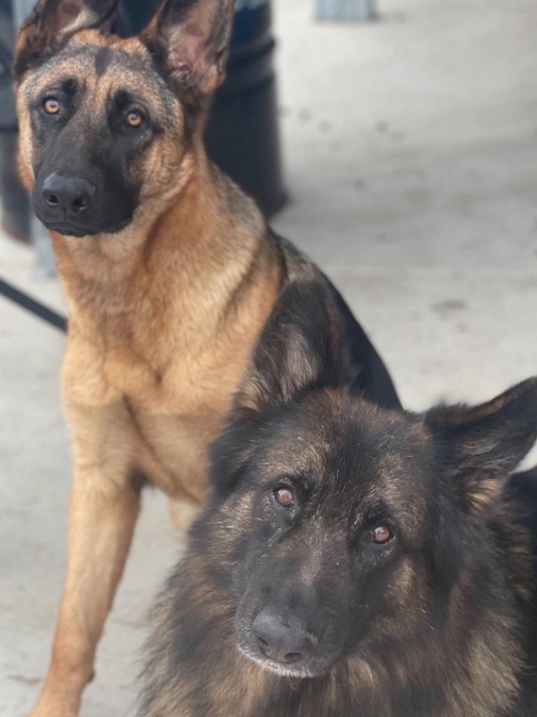 The German shepherds at the centre of a drawn-out, viral council dispute over a fence. Picture: Supplied.