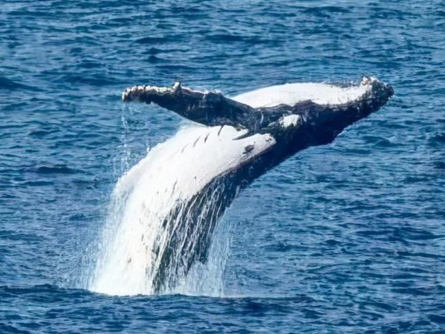 Humpback Whale that passed through Encounter Bay  The images were taken from The Bluff at a distance of approximately 1000 metres. Not super close but always spectacular when they breach. taken  Friday, 17 May 2024 Picture: Andrew Chuck