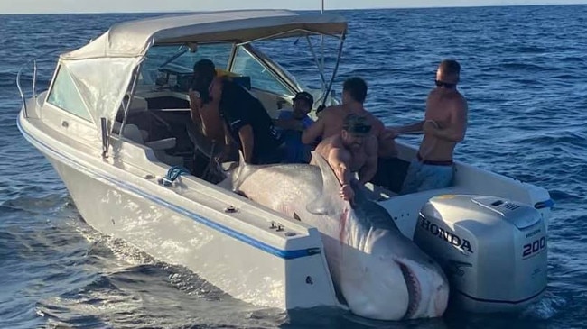 A shark weighing 394.5kg was caught during a fishing competition on the weekend. Captain Paul Barning and the crew on Dark Horse with a monster tiger on the way to the weigh station. Picture: Facebook