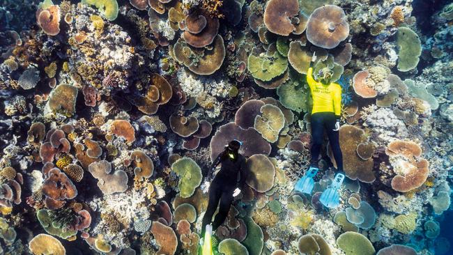 Great Barrier Reef. Picture: Andrew Watson