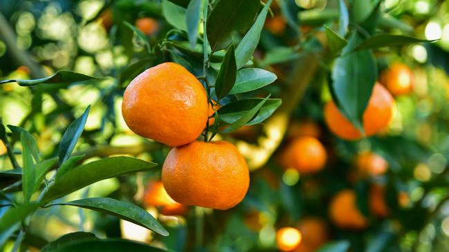 Costa Group has flagged a brighter outlook after its citrus crops were earlier hard hit by flooding. Picture: iStock