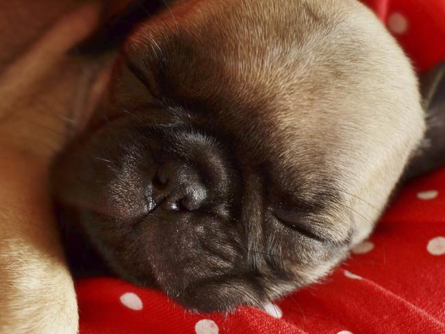 Pug puppy is sleeping on the bed