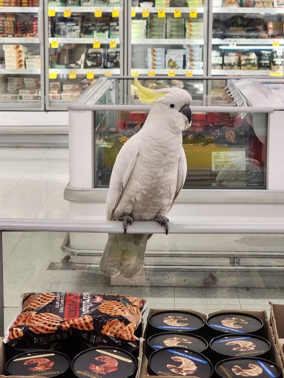 Mickey the cockatoo was trapped in a Coles supermarket in Macarthur Square. Picture: Supplied/2GB