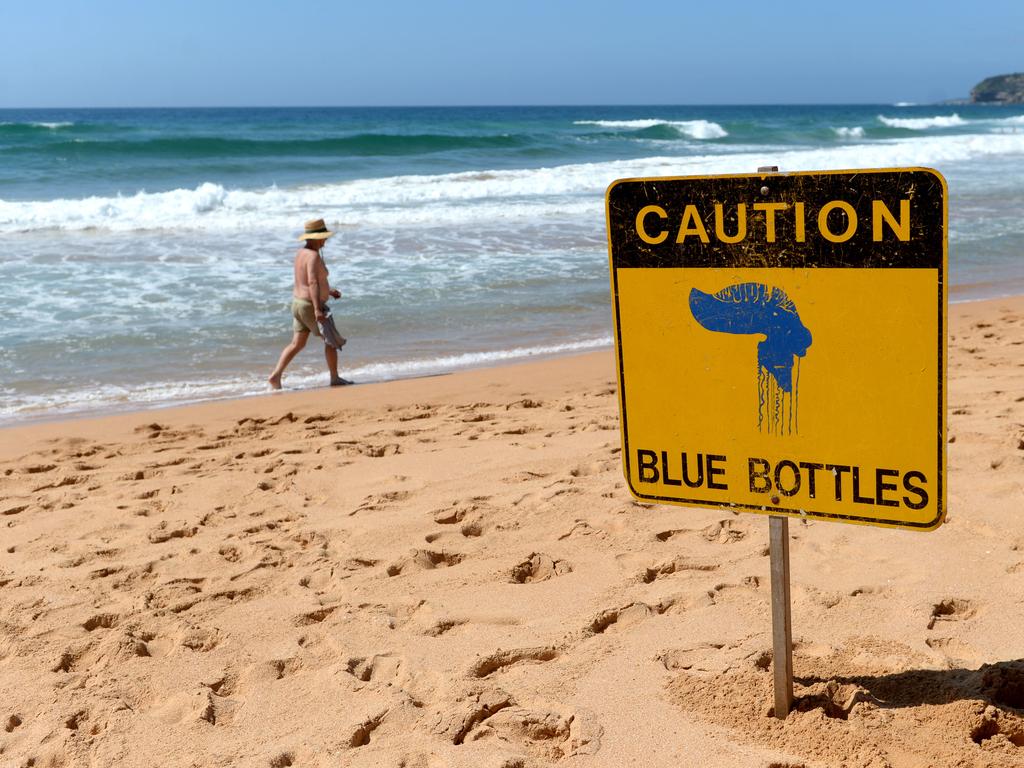 Bluebottles inundated beaches in NSW over the summer. Picture: Jeremy Piper/NCA NewsWire