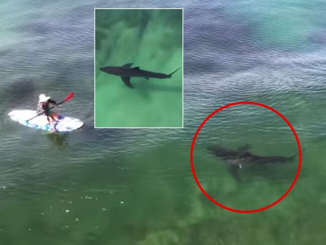 Scott Fairchild captured a frightening interaction between a great white shark and two stand up paddleboarders.