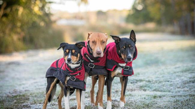 Dog registration is almost due in the Maranoa, and Council is reminding pet owners to keep up to date with their furry friends' details. Picture: Kirby Reaves