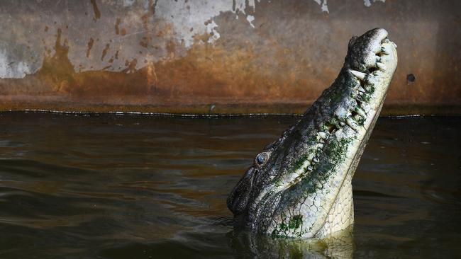 Muscles staunchly defended his decision despite criticism. Despite being questioned, no one dared to object to the oracle croc’s decision face-to-face. Picture KATRINA BRIDGEFORD