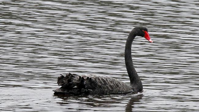 The Greens have condemned the culling of the native birds in the state. Picture: News Limited