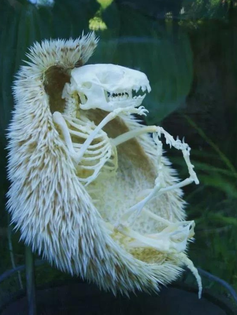 A hedgehog skeleton, complete with spiky coat.