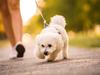 Man accused of hitting woman’s dog