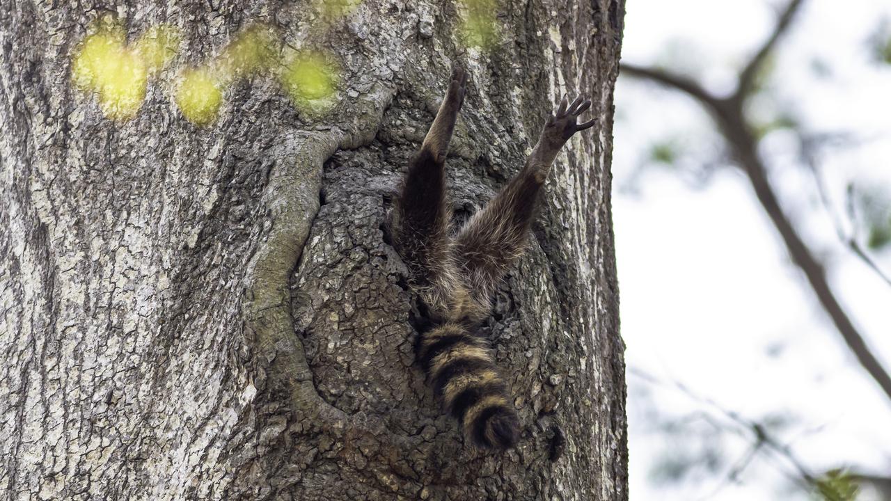 Almost time to get up, Raccoon, Newport News, VA, US Picture: © Charlie Davidson/Comedy Wildlife Photo Awards 2020