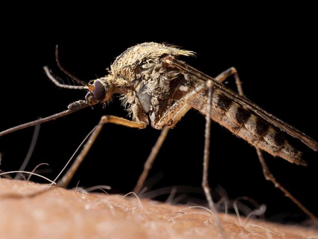 Bloodsucker mosquito on human skin, low point of view