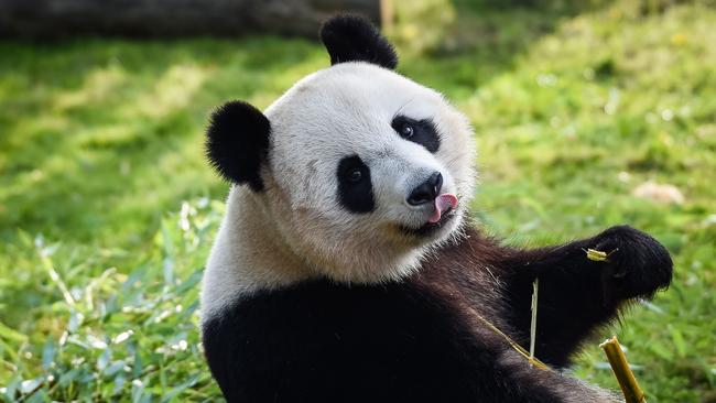 An endangered female giant panda, Huan Huan. Picture: AFP 