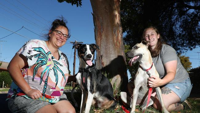 Belinda Nixon and Beck Kastelein with border collie Jack and mixed breed Nala. Waggin Tails Animal Rescue founder Beck Kastelein is aiming to save more than 50 dogs from being put down in a Queensland pound. Picture: Alan Barber