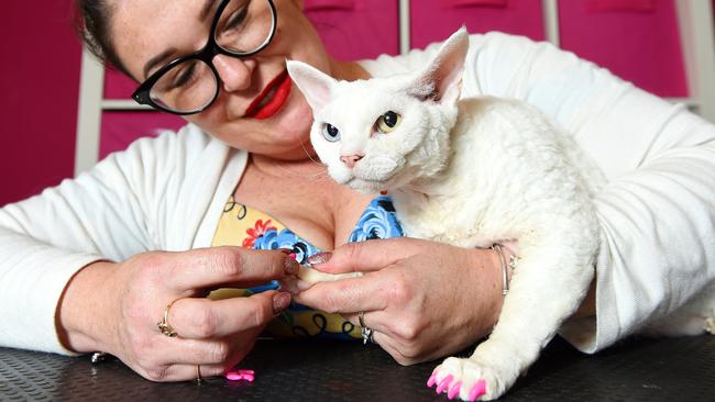 Cat acrylic nails Melbourne Scratch and Sniffs Pet Grooming