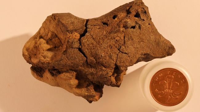 At first glance, it looks like any other weathered rock. Turns out, it’s a 133 million year-old piece of an Iguanodontian’s brain. Picture: Jamie Hiscocks