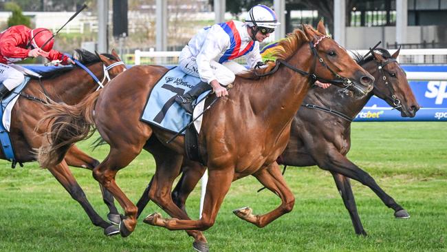 The Showdown winner Stanley Express will attempt to stay unbeaten in the opening race of Saturday’s Caulfield meeting. Picture: Racing Photos via Getty Images.