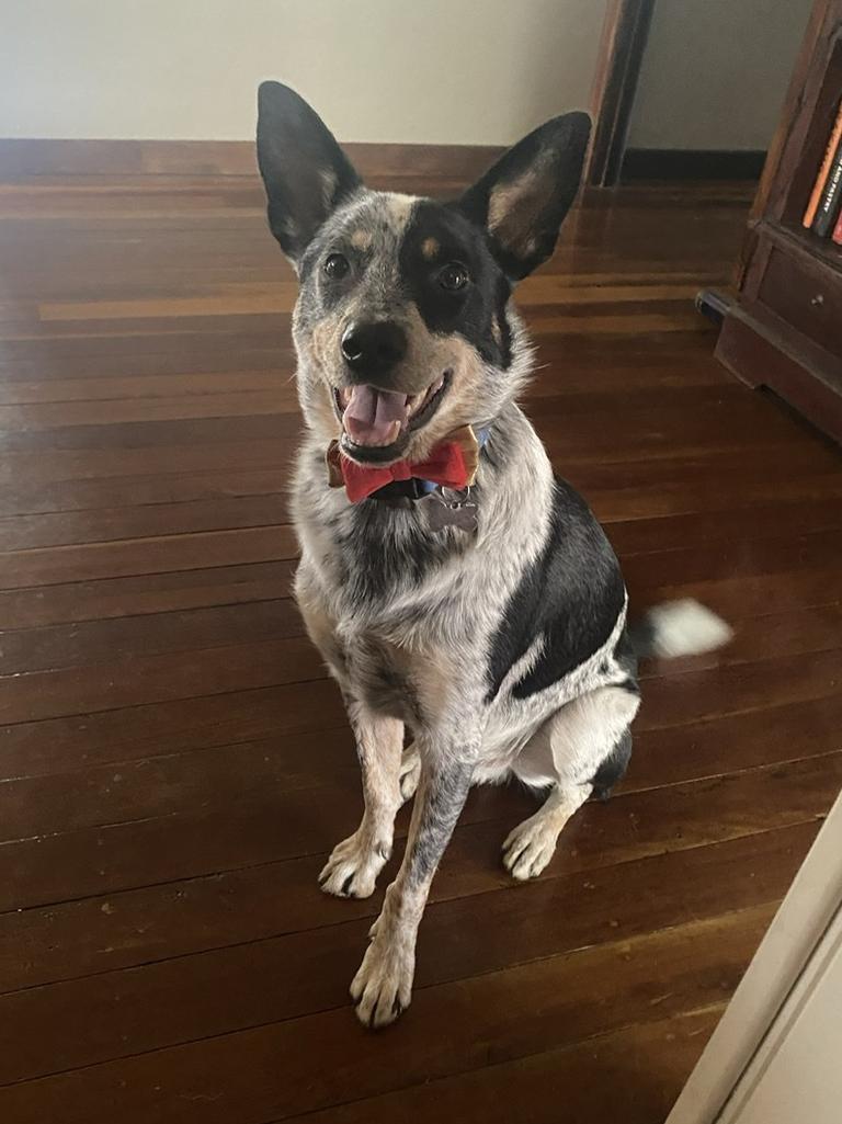 Cute working dogs Queensland. | The Advertiser