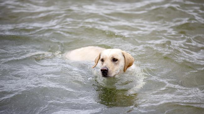 Ty’s dog, Sadie, on the Wynnum foreshore. Picture: AAP/Sarah Marshall