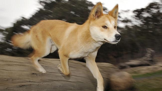 18/03/2010 WIRE: (FILES) In a file picture taken on May 25, 2009 a dingo runs at the Dingo Discovery and Research Centre at the Toolern Vale in rural Victoria, some 60 kilometres north-west of Melbourne. Australia's iconic dingo may be the world's oldest breed of dog, according a major new DNA study that is likely to boost conservation efforts.  The international study has found the dingo and its close relation, the rare New Guinea singing dog, bear the closest genetic similarity to wolves of all breeds tested.  AFP PHOTO/FILES/William WEST