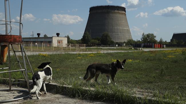 Stray dogs hang out near an abandoned, partially-completed cooling tower at the Chernobyl nuclear power plant. The dogs are also being outfitted with special collars equipped with radiation sensors and GPS receivers in order to map radiation levels across the zone. (Photo by Sean Gallup/Getty Images)