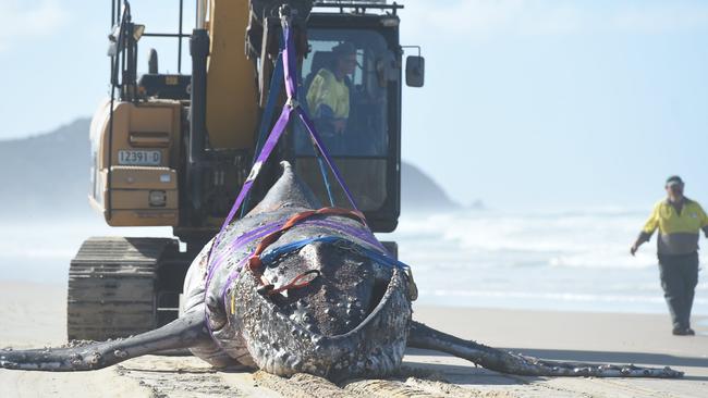 National Parks and Wildlife help to remove an 8.8m juvenile humpback whale from Tallow Beach near Tallow Creek in Byron Bay after it washed ashore dead.