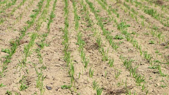 Oats crop at Greymare in 2017 but it is a lot drier this year. Picture: Gerard Walsh