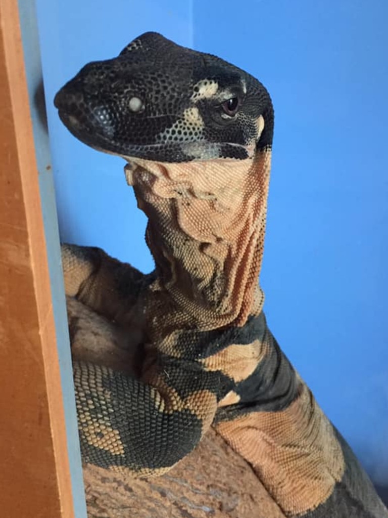 An inquisitive lace monitor, or tree goanna. Picture: Matt Rycroft