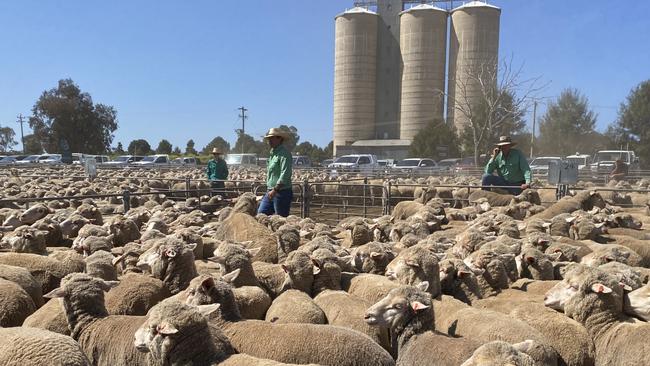 Merino ewes sold to $270 at the Hillston sheep sale in NSW on Monday.