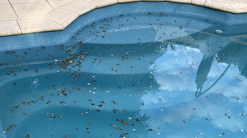 Crop farmers in St James are waking up daily to find their pool full of frogs. Picture: Supplied