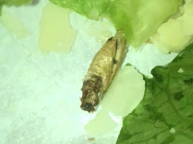 Zoe said she found this dead insect inside her lunch. Picture: Caters