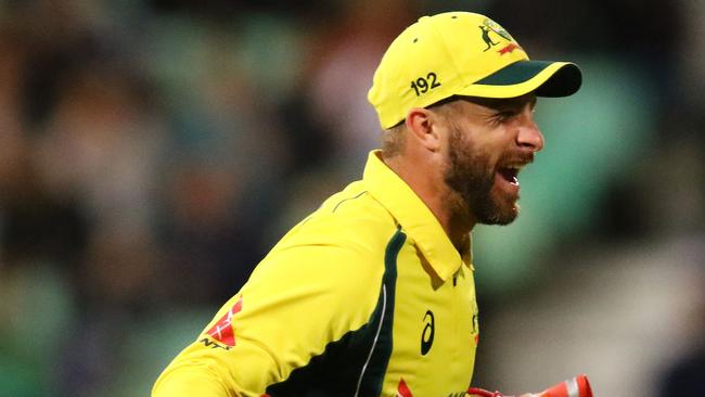 Matthew Wade celebrates a wicket against South Africa.