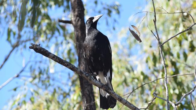 SWOOPING WATCH: Magpie breeding season is expected to run until October this year.