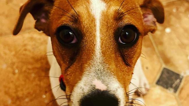 Fletch the Jack Russell places 4th in Roma's cutest dog for 2023 competition. Picture: Supplied.