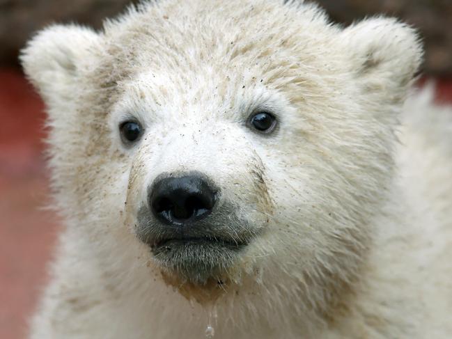 A young polar bear stands in its enclosure on March 25, 2015 in the zoo in Rostock, northern Germany. The polar bear that has still no name was born on December 3, 2014. AFP PHOTO / DPA/ BERND WÜSTNECK GERMANY OUT