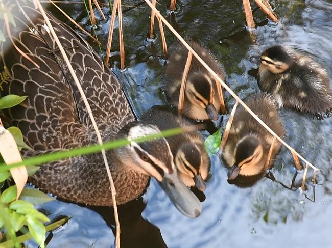 The ducklings are eventually rounded up and safely whisked away by keepers. Picture: Jason Edwards