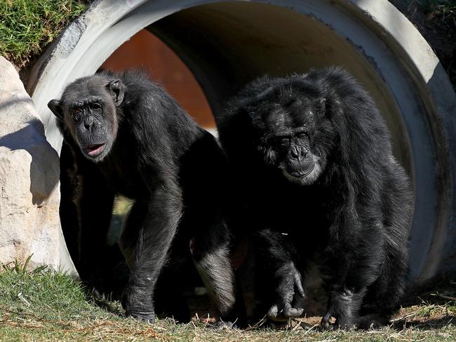 The chimpanzees and hyenas have arrived and are settling well into their new home. Picture: Toby Zerna