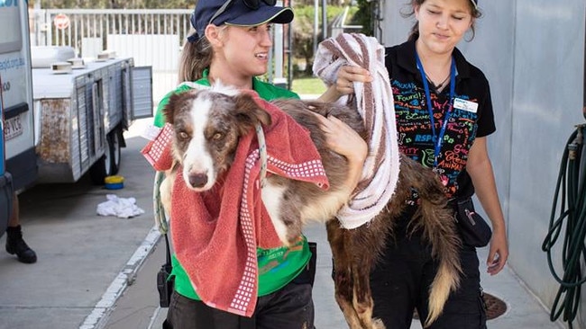 Aero the dog during the RSPCA rescue from Storybook Farm-Sacred Animal Garden. 