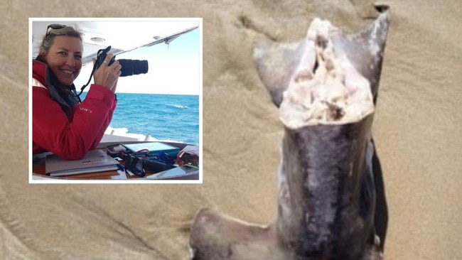 Karen Anderson (pictured) has spent more than a decade combing Sunshine Coast’s beaches, but had a shocking discovery when she found a severed hammer head shark on Mooloolaba beach in May. But that’s not all. Photo: Supplied