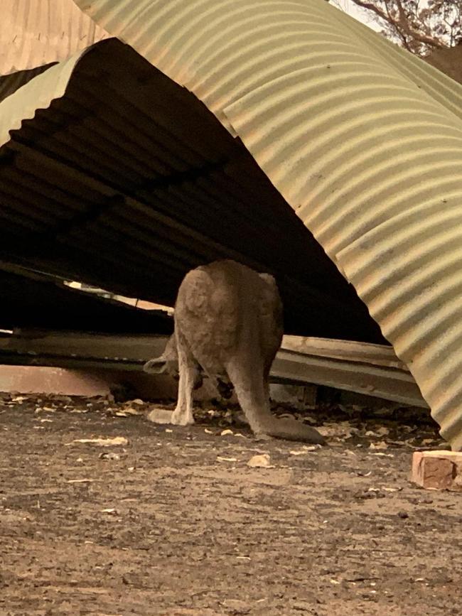 A kangaroo takes shelter on what used to be one of the structures at Wild2Free kangaroo sanctuary.