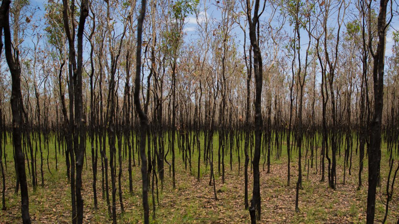 SAVANNAH MIRAGE Mark Ziembicki, Mozambique MELALEUCA, MELALEUCA SP. Near Rollingstone, Queensland