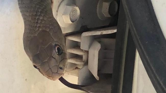 A deadly Eastern Brown in the cab of a work ute in Elliot Springs between Townsville City and the Burdekin earlier this year. Picture: Chapel Pest Control and Snake Take Away