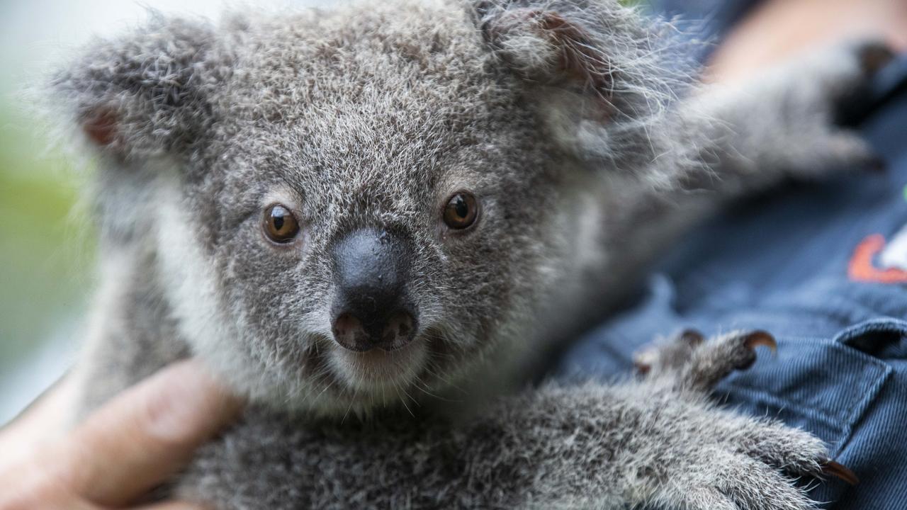 Australian bushfires: native animals impacted including koalas | news ...