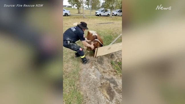 Cow rescued from dam by Fire Rescue NSW