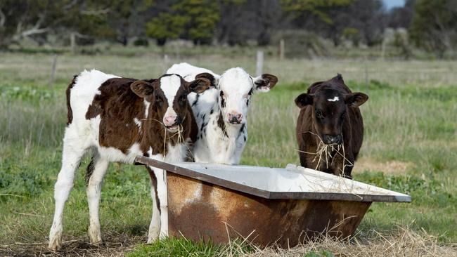 New Zealand is more exposed to international dairy prices in the wake of Australia’s mandatory dairy code of conduct. Picture: Zoe Phillips