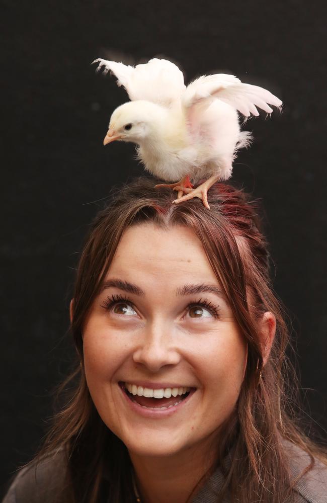 Four little Easter chicks looking for a home after being surrendered to the Animal Welfare League of Queensland. Staff member Sarah Green with Juliette. Picture Glenn Hampson